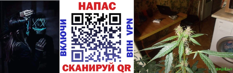 где купить наркоту Агрыз Канабис сатива
